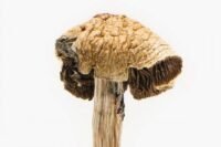 Buy Brazilian Cubensis Mushrooms Online