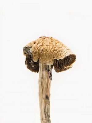 Buy Brazilian Cubensis Mushrooms Online