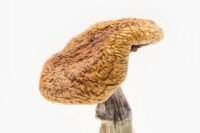 Golden Teacher Magic Mushrooms For Sale