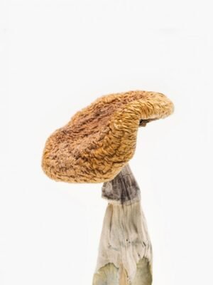 Golden Teacher Magic Mushrooms For Sale