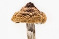 B Plus Magic Mushrooms For Sale