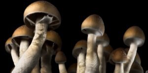 How To Grow Psychedelic Mushrooms