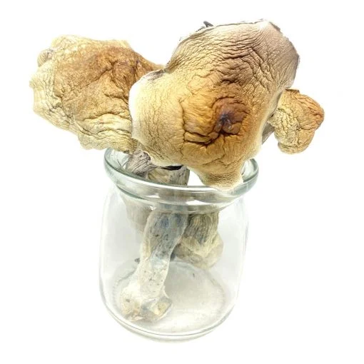 Buy Arenal Volcano Magic Mushrooms